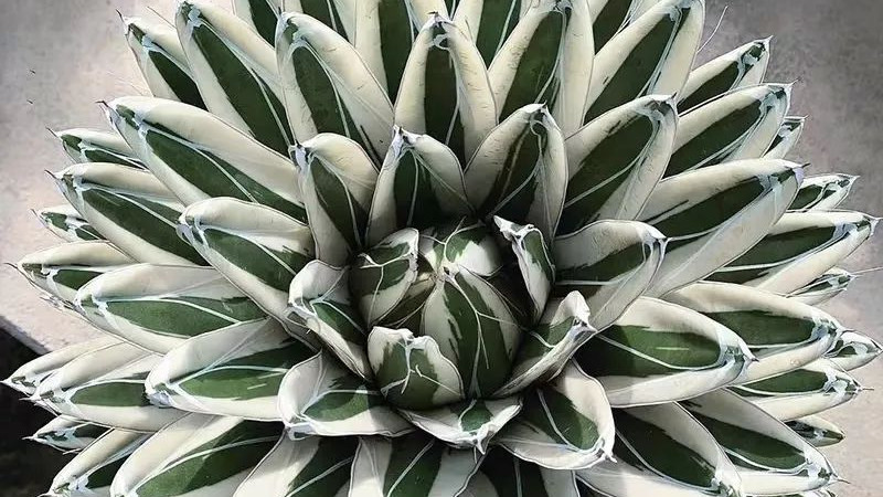 5种花开花就黄叶枯萎，看到花就剪掉吧，真不是“好兆头”！