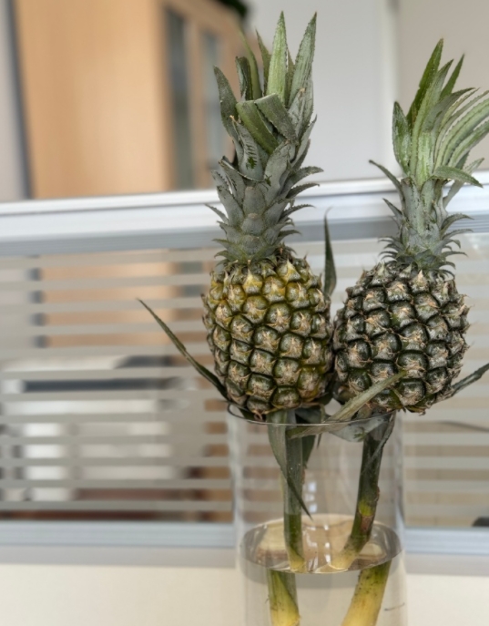 办公室绿植之动感光菠，成功吃上了，没白养！