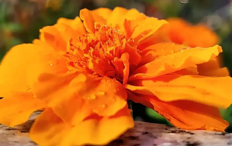 大学所学专业都是干什么的？
1、“信息与计算科学”:学数学，用电脑帮数学建模。 