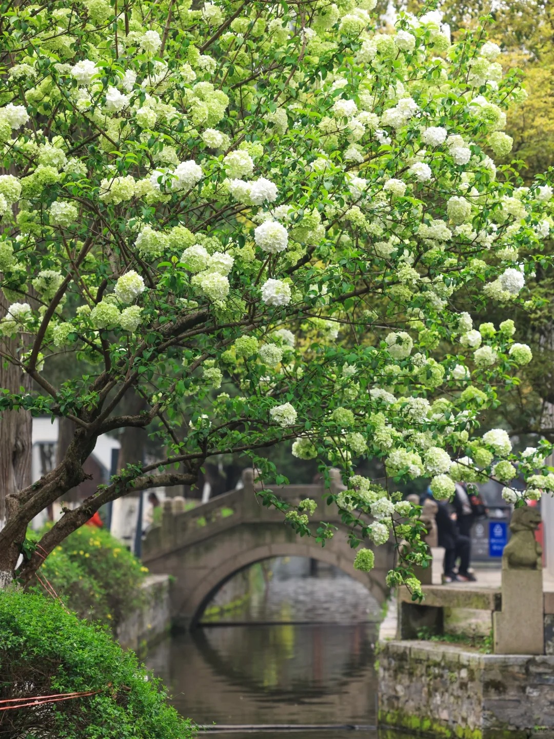 我夸南京一万遍，不及你来看一眼｜赏花攻略
春天来南京当然要赏花啦！整理一份南京春
