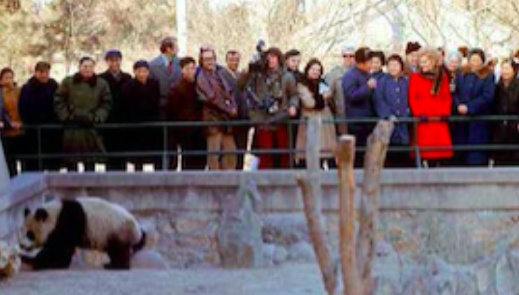 1972年，尼克松为了修复美中关系，在访华期间就提到希望能获得大熊猫，而周总理的