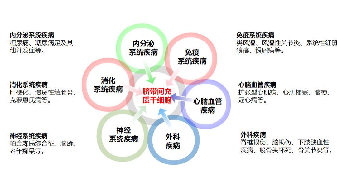 传代稳定性高—埃泽思人脐带间充质干细胞无血清培养基