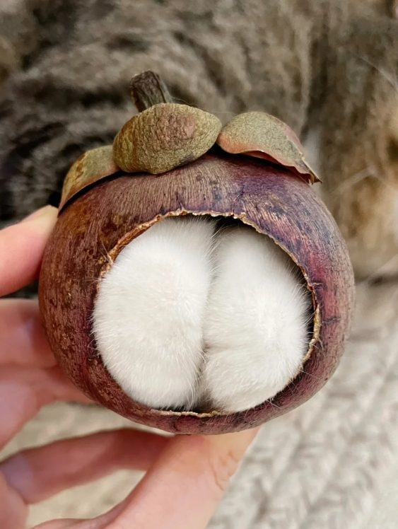 山竹是用小猫咪爪爪做的，闻起来臭香臭香的！不仅有咪爪山竹，还有咪爪薯饼。