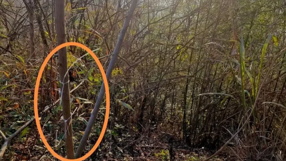 必须严惩！湖北黄石，一51岁男老师跟妻子夜里上山，寻找进山采药的父亲。岂料，男老