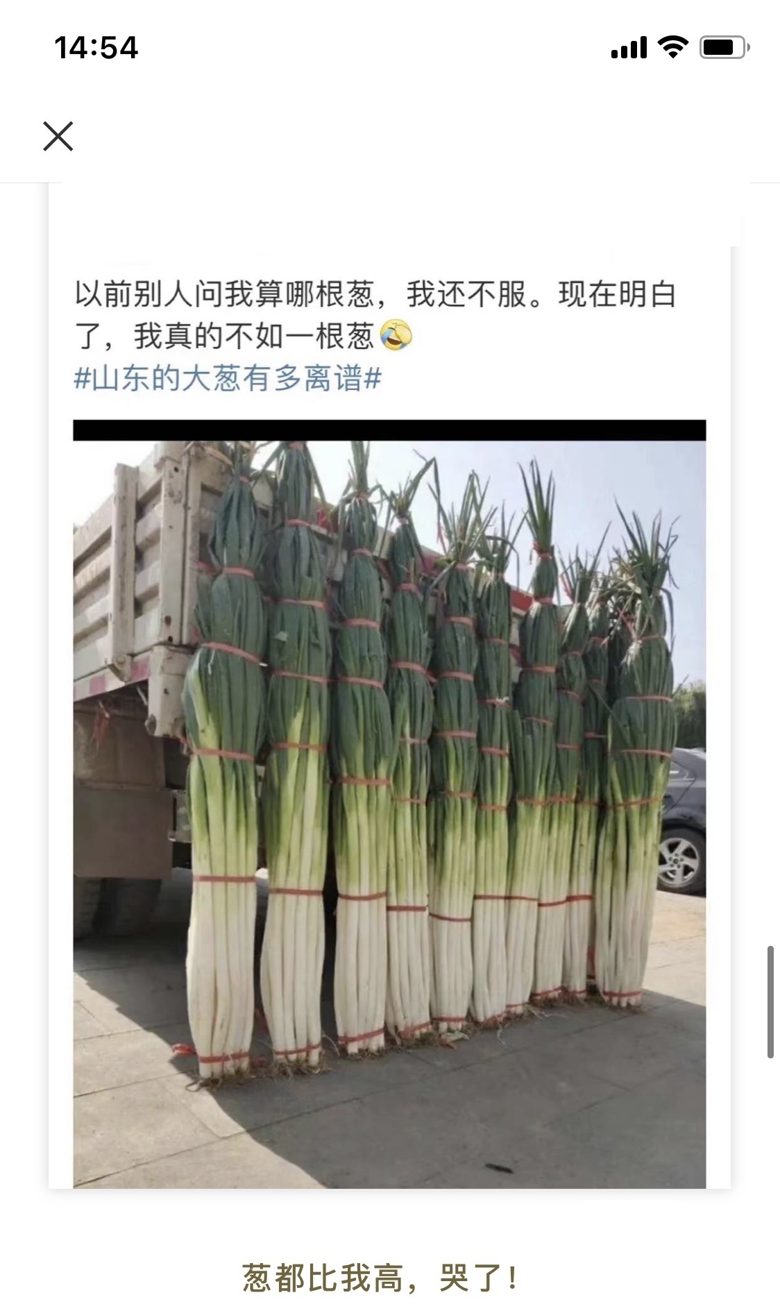 葱都比我高，哭了