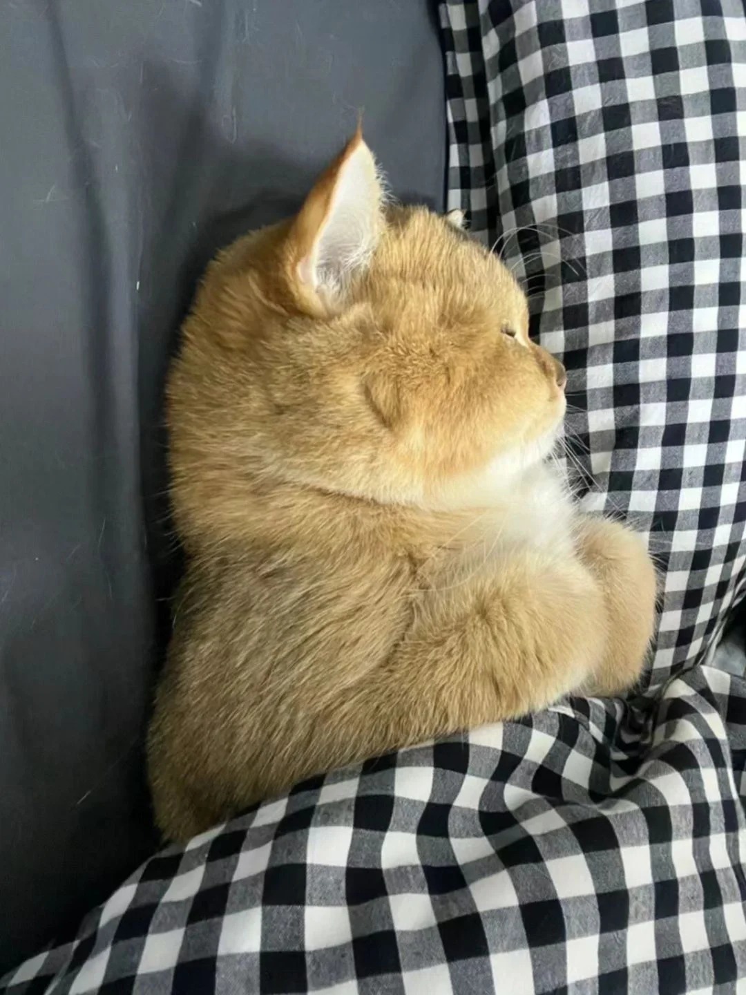 我妈让我问问谁家小猫能上床睡觉，姨姨们，我妈说我睡觉打呼噜太响，不让我上床睡觉，