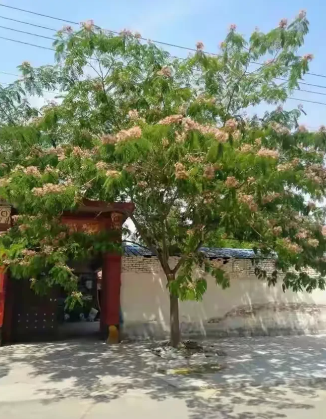 太让人心烦了！在重庆，有个女士在网上抱怨说，自从她公公婆婆在家门口种了那棵树后，