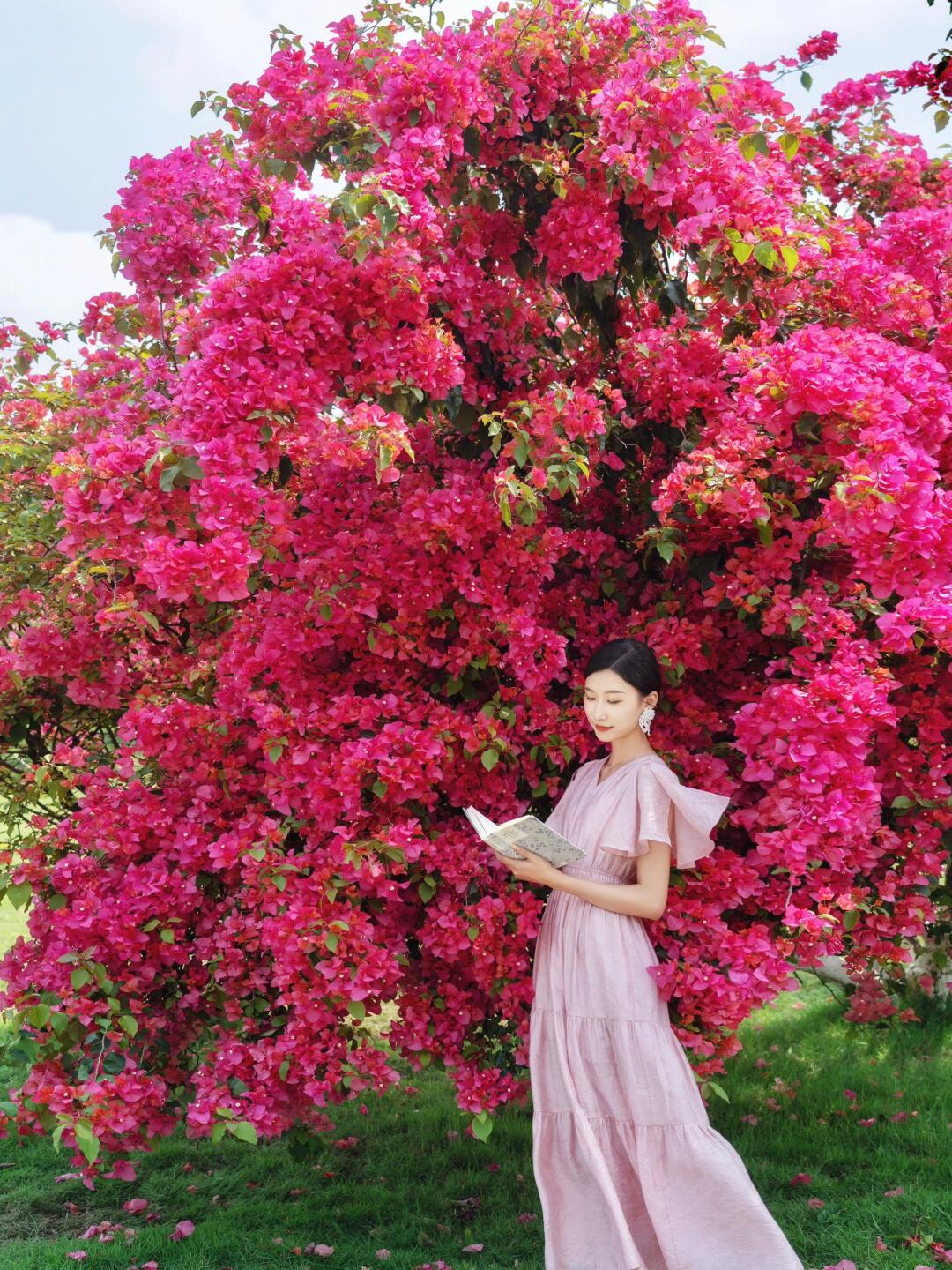 三角梅实在太好拍了🌺