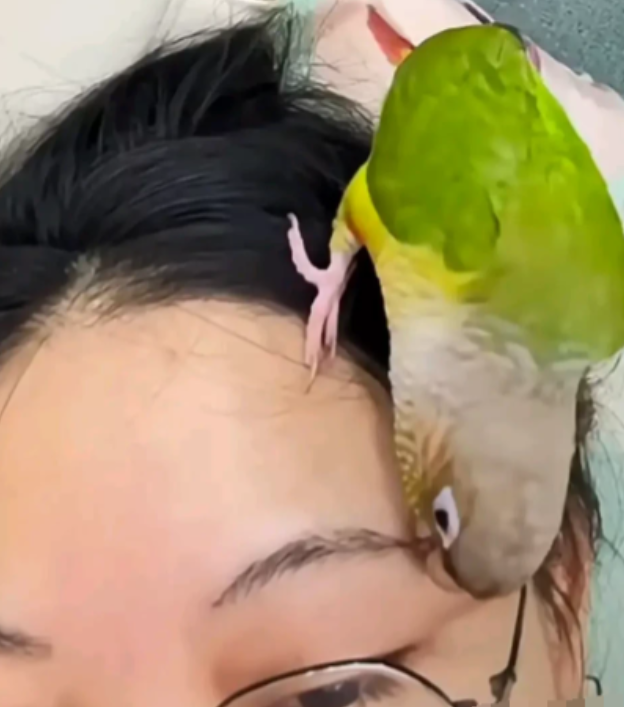 太搞笑了！重庆女子养了一只鹦鹉，而这只鹦鹉也经常往女子的头上飞，这天，女子坐在沙