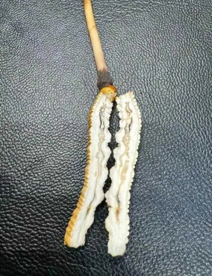 女朋友给我带的家乡特产虫草切开竟然是这样的