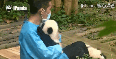 居然被熊猫给虐了一脸