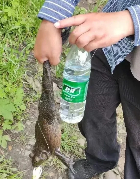 一个敢抓，一个敢吃！