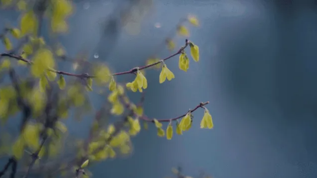 生 活 随 笔新年的雨