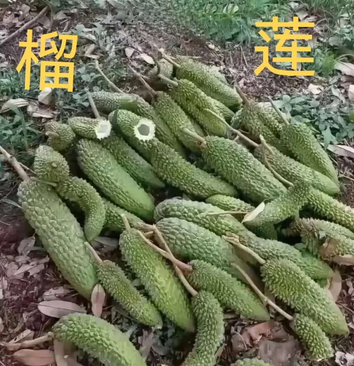专家说广西也可以种植榴莲了，前两年包了几个山头种了几千块榴莲树苗下去，结果结出了
