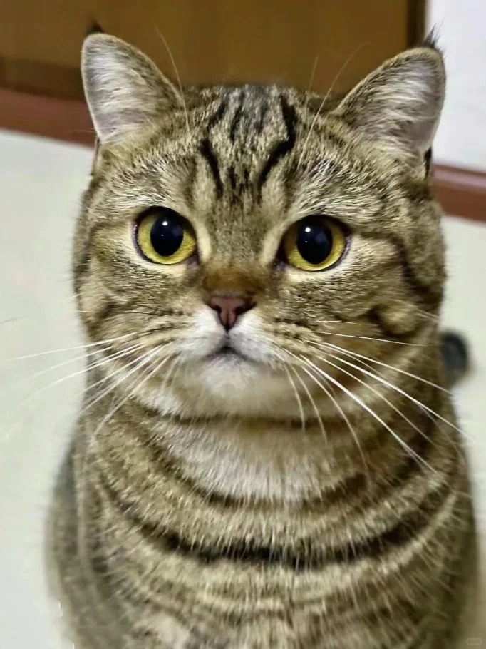 这种狸花猫多少钱可以买到啊？
23岁的老阿姨疯狂心动