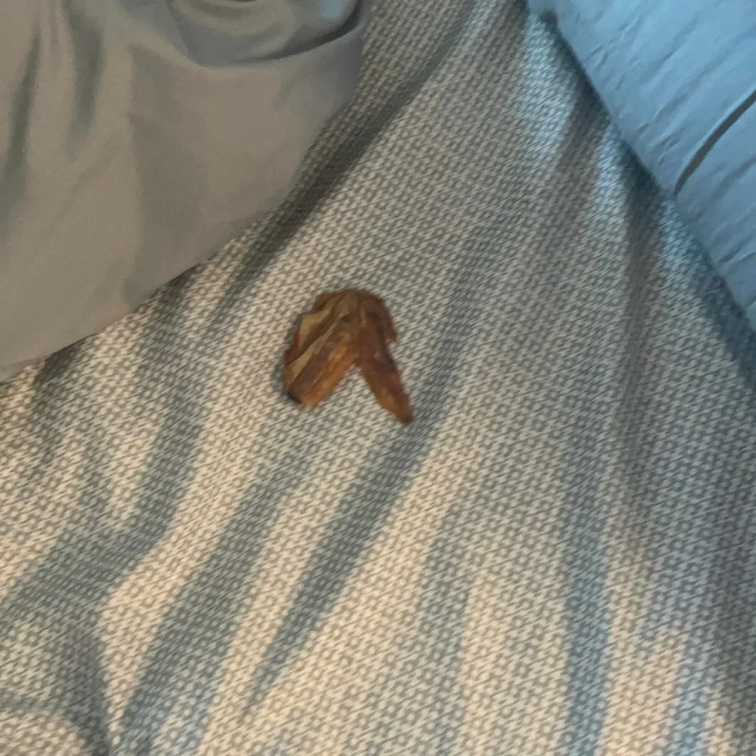 小狗真的是世界上最可爱的生物了🥹
早上给了他一个鸡翅当零食，过了会儿碗空了我以