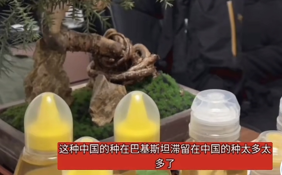  杨二狗为带女儿回国才对巴基斯坦二婚妻子妥协，其他人做不到