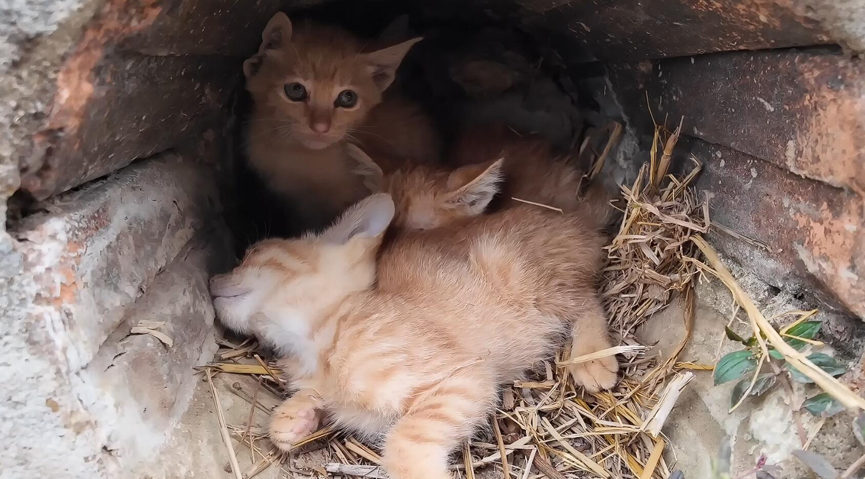 小姐姐接到求助电话时，得知有几只小猫被遗弃在一处隐蔽的地方，情况十分危急。她立刻