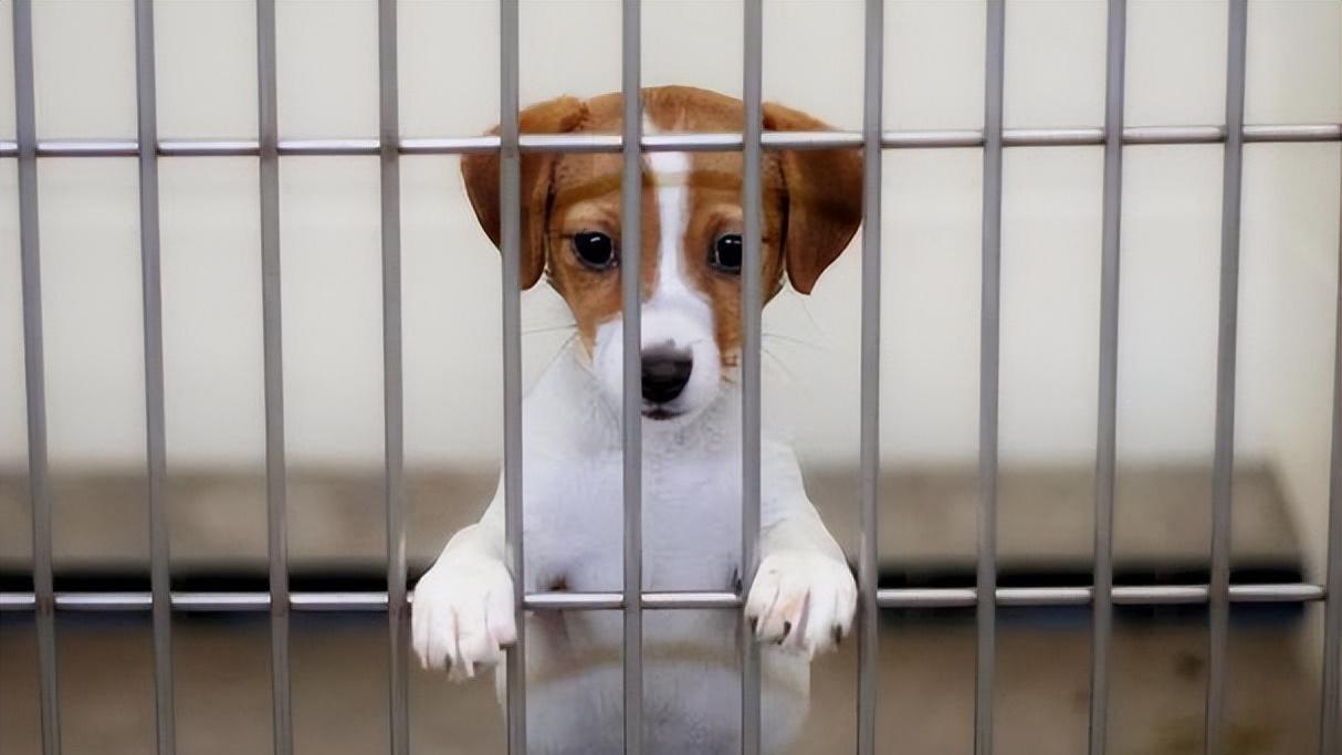 做这几件事，会让狗狗“生不如死”，你肯定想不到