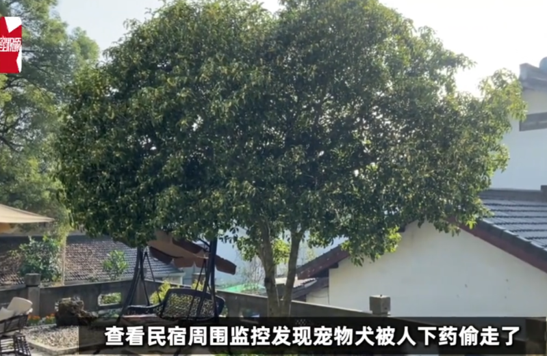 深圳，一家温馨的民宿里，女老板黄女士如往常一样早起，准备开始新的一天。然而，当她