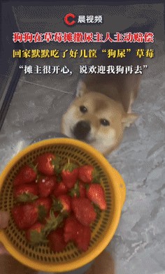 在山东枣庄，有一件特别的事情让人捧腹。这天晚上，张女士在遛狗回家的路上，看到了一