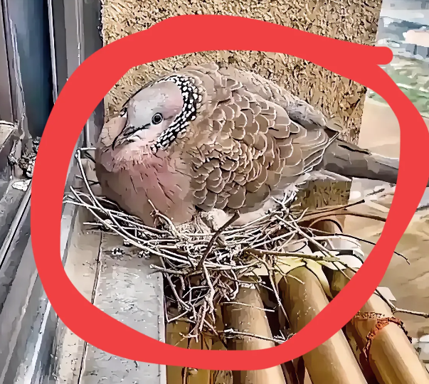 这是什么鸟，赶走了会遭报应吗？