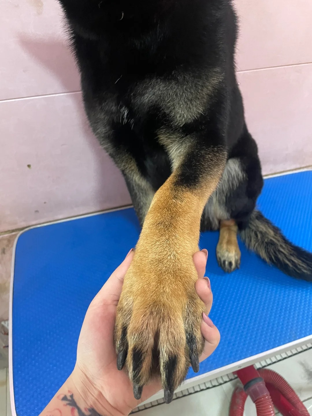 警犬洗澡收费吗……三个警察叔叔吓得我…
日常在店发呆
突然来了三个警察
脑子里过