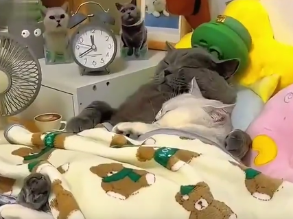全网最幸福的猫夫妻