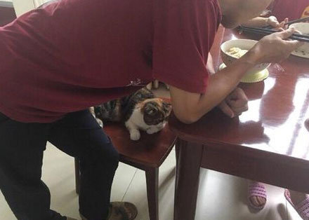 妥妥的猫奴