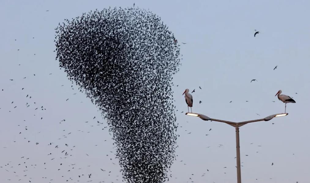 
2月21日，важныные истории报道，德国可能的未来总理弗里德里希