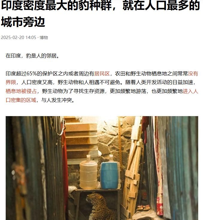 啥？你敢信不？豹子竟然挤在人堆里，就在印度人口最稠的地儿旁边！这些家伙可不是啥善