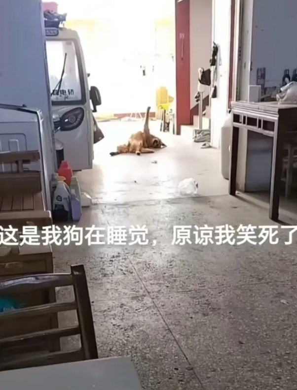 这样真的能睡着吗，我笑死了
