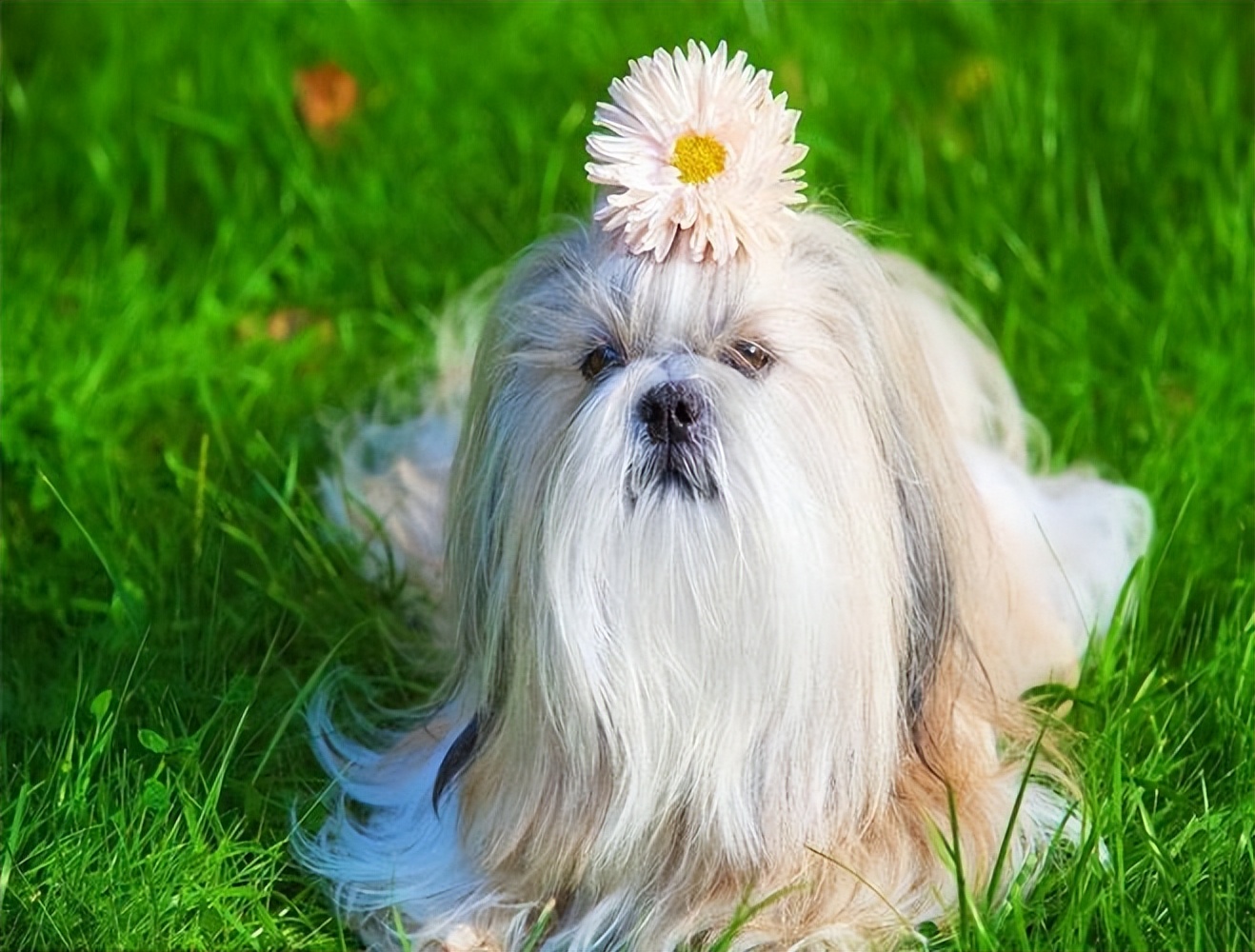西施犬泪痕大作战，短鼻结构易中招，这些妙招来解决