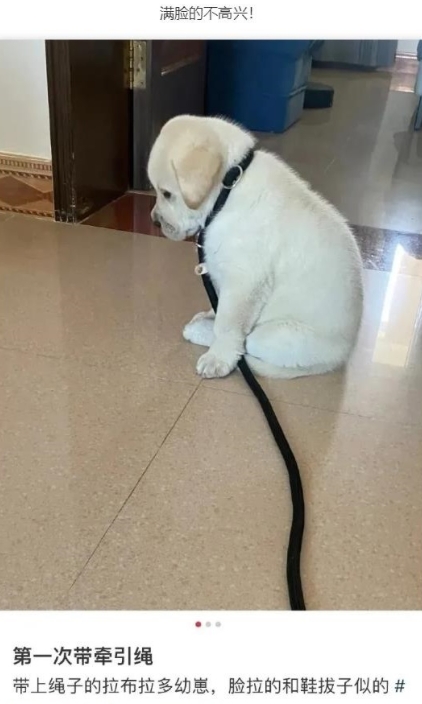 第一次带牵引绳