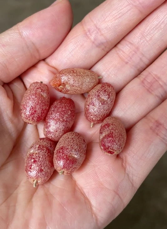 uc老哥们帮忙看看，我们这儿叫这玩意羊奶奶，你们那么的方言叫什么？