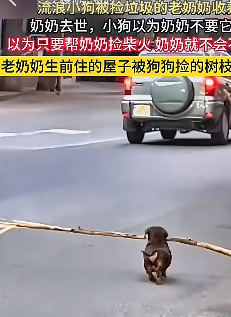 “泪目！”寒冷的街头，一小狗嘴里叼着一根柴火，过往的行人很疑惑，后来才知道，原来