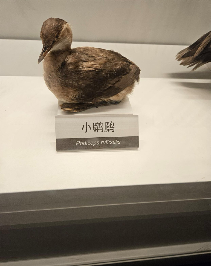 完蛋了，我居然只认识第一个字！