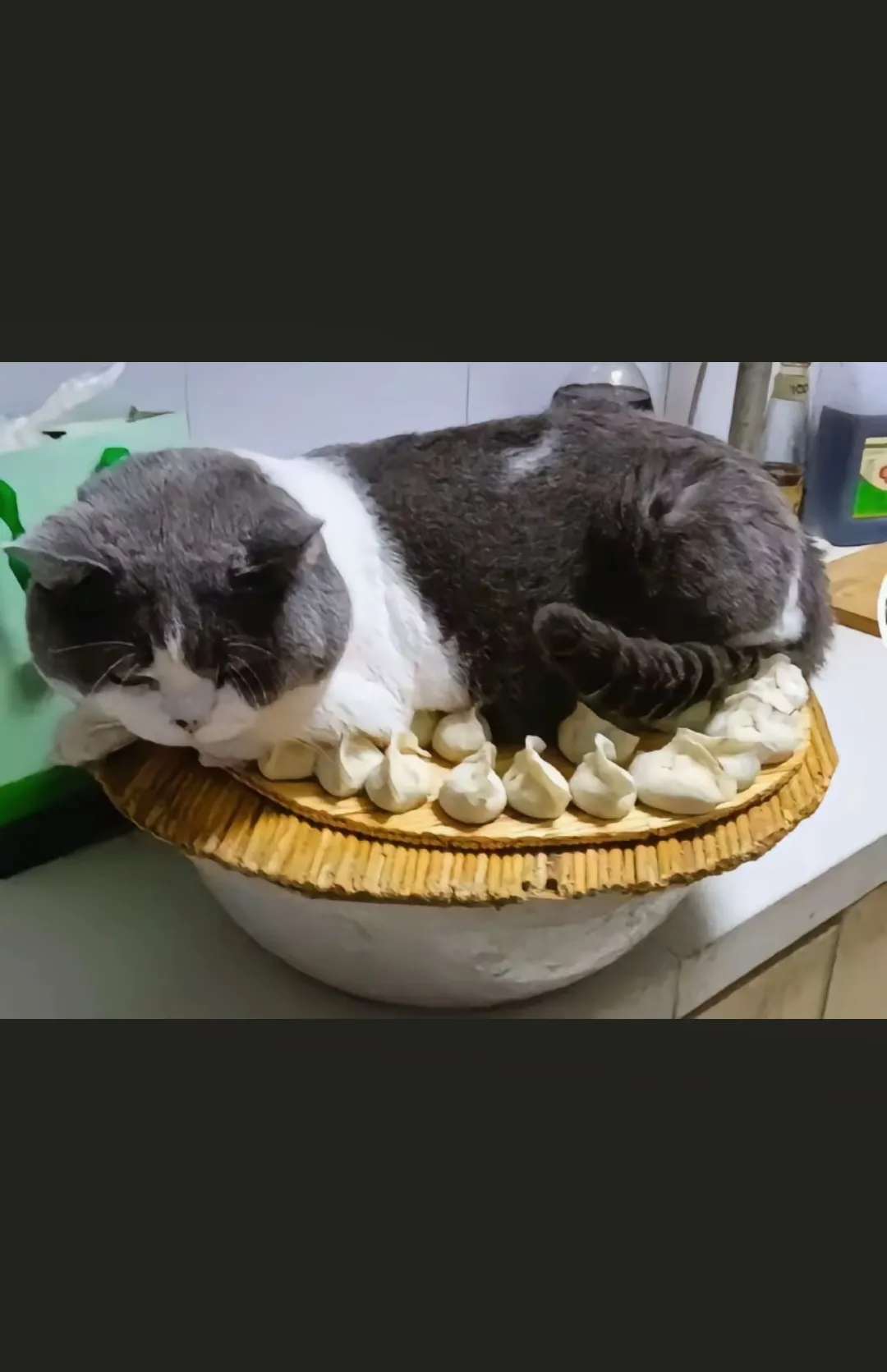 遇到难题了，这是留饺子还是留猫？