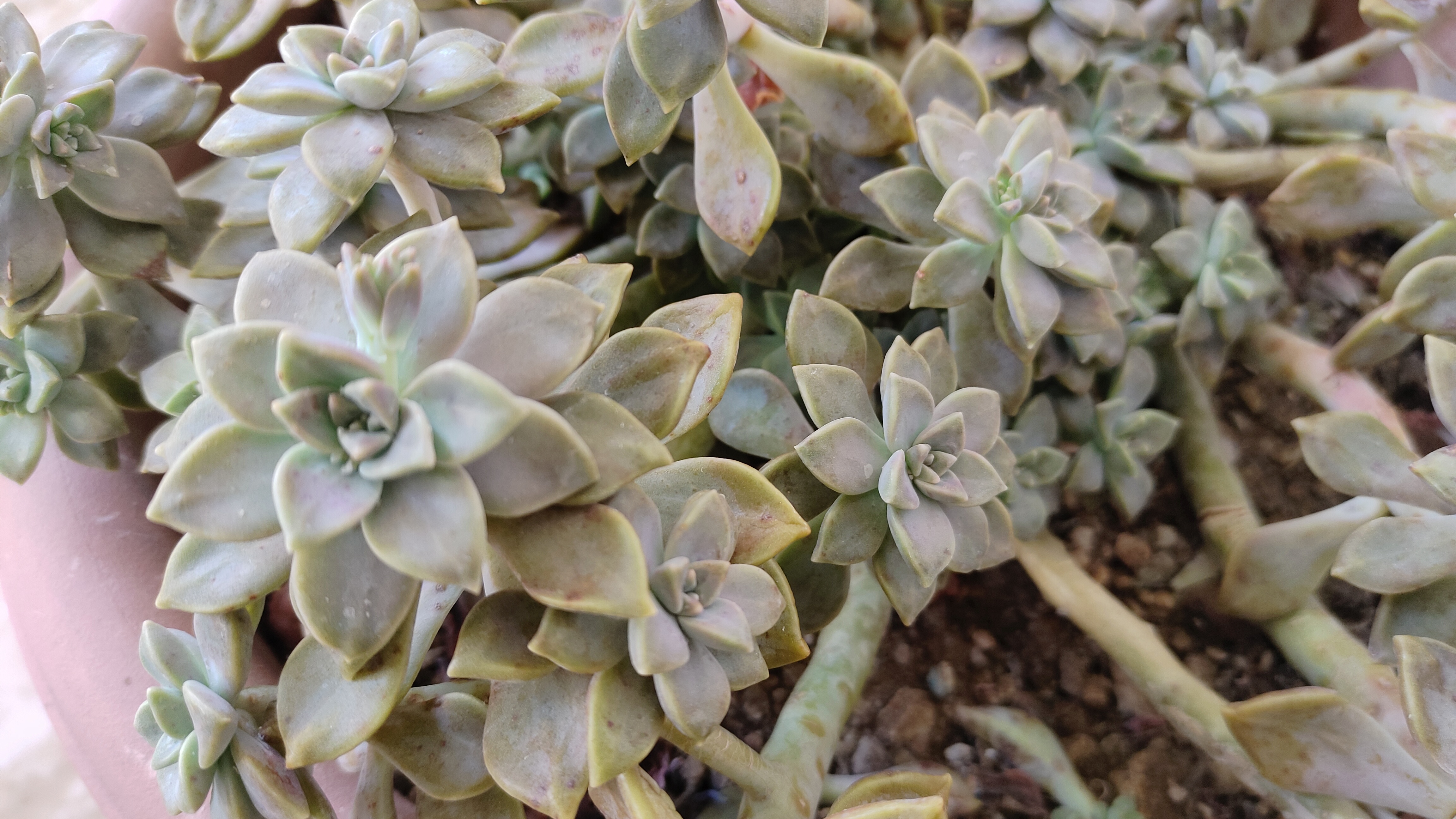 多肉阿伦培：爆侧芽能力超强