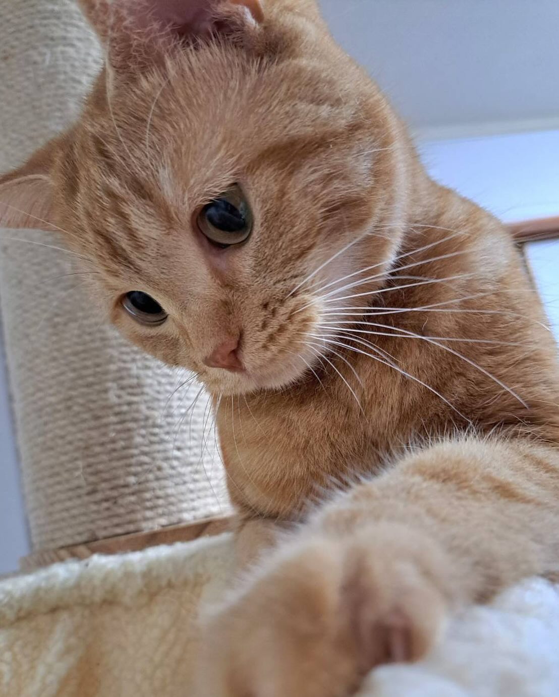 如何让猫咪不偷吃东西？铲屎官们请接招