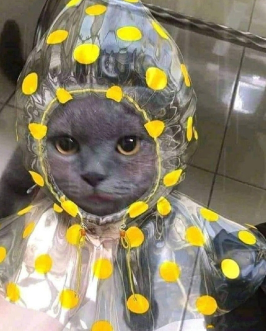 这小猫怎么人里人气的