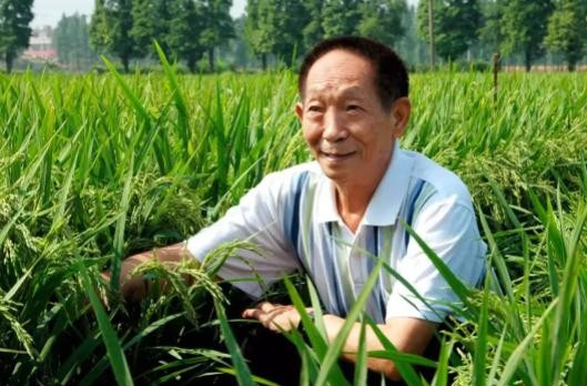 袁隆平贡献大 但化肥更重要

                         