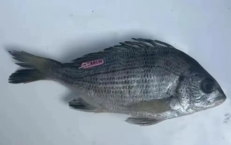 浙江台州有网友在社交媒体求助，自己在大陈岛钓到一条有编码的黑鲷鱼，还问能不能吃，