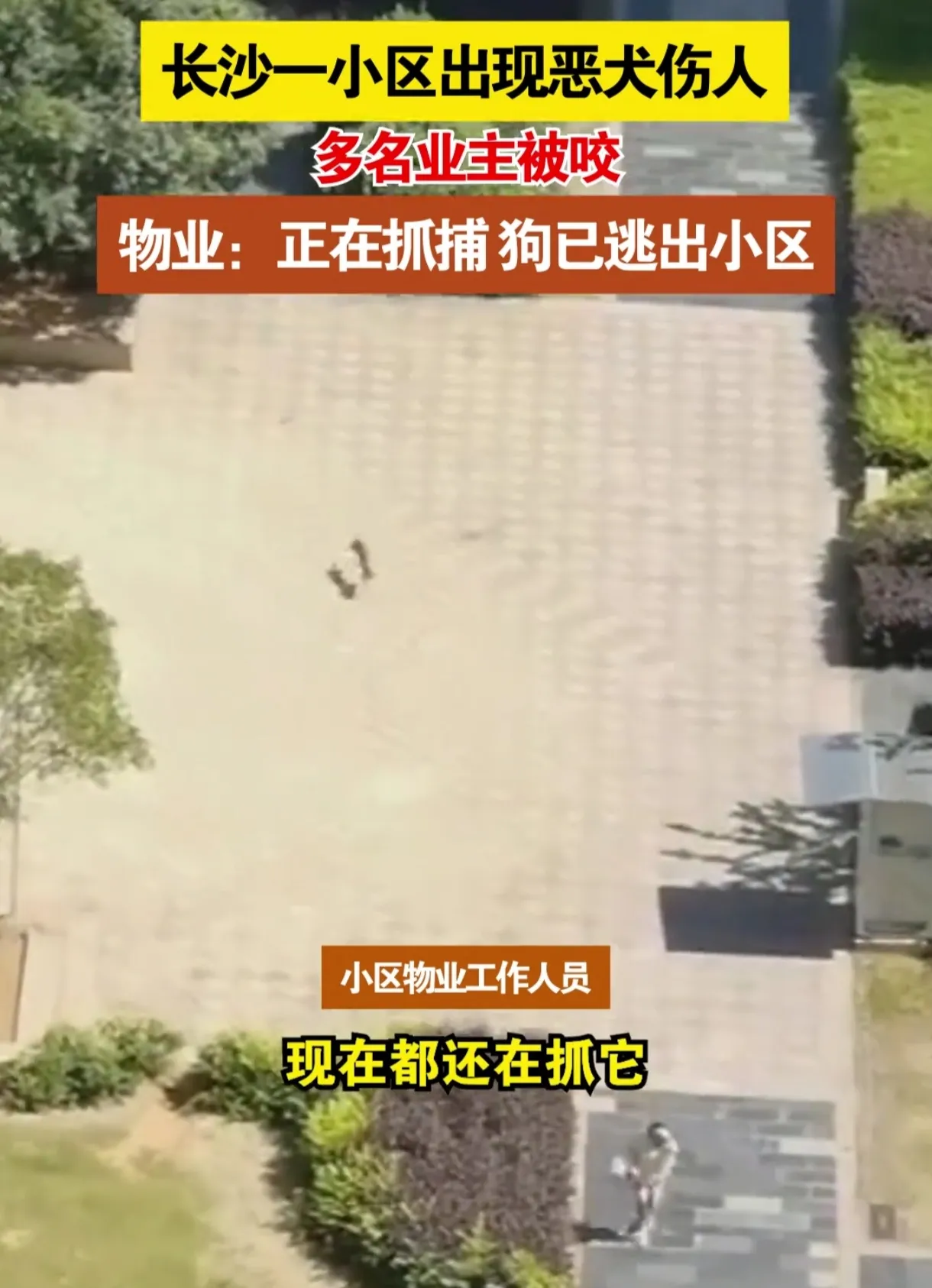 疯狗出没长沙小区！6人合力围捕，不牵绳养狗再引众怒！

长沙一小区惊现未牵绳大狗