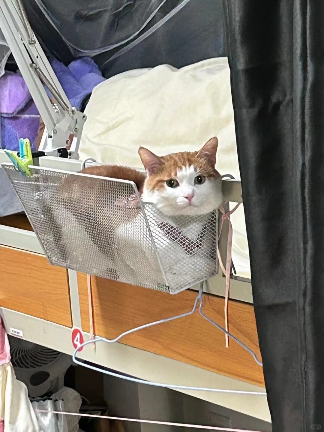 8斤小猫，10斤反骨