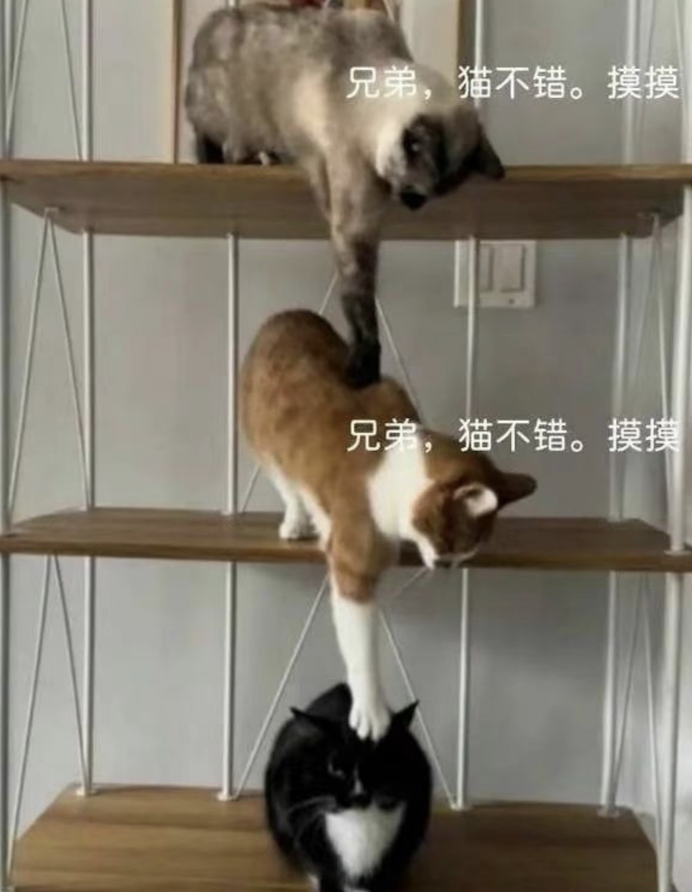 这猫可真不错！