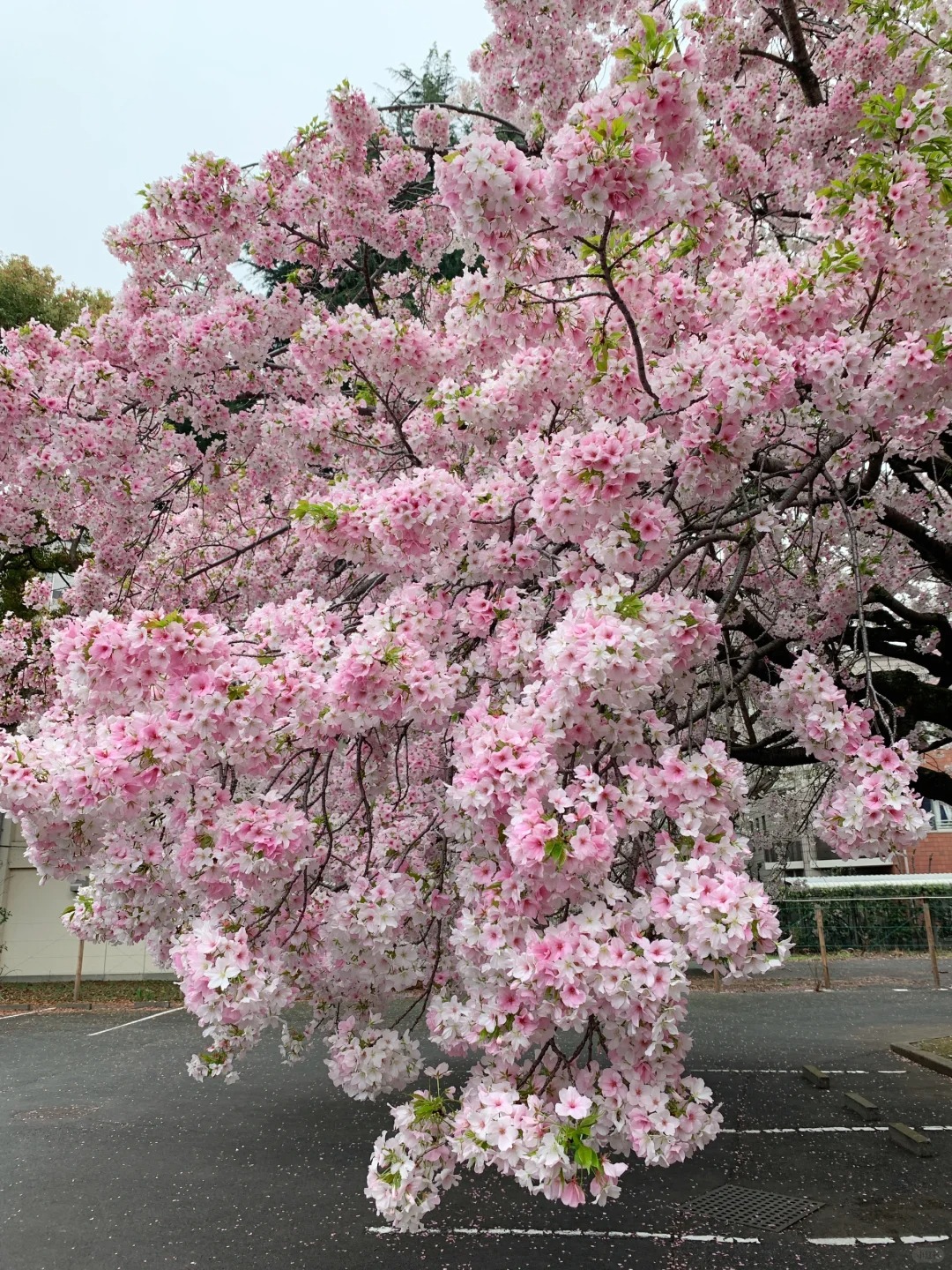 今日无更新，只为樱花忙。