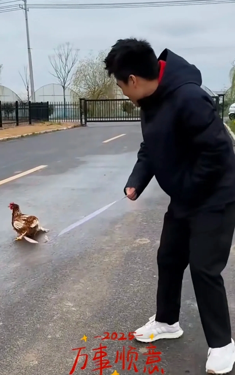 董宇辉竟然有只宠物鸡🐔？不会是俞老师养的那只吧？[笑哭][笑哭][笑哭]