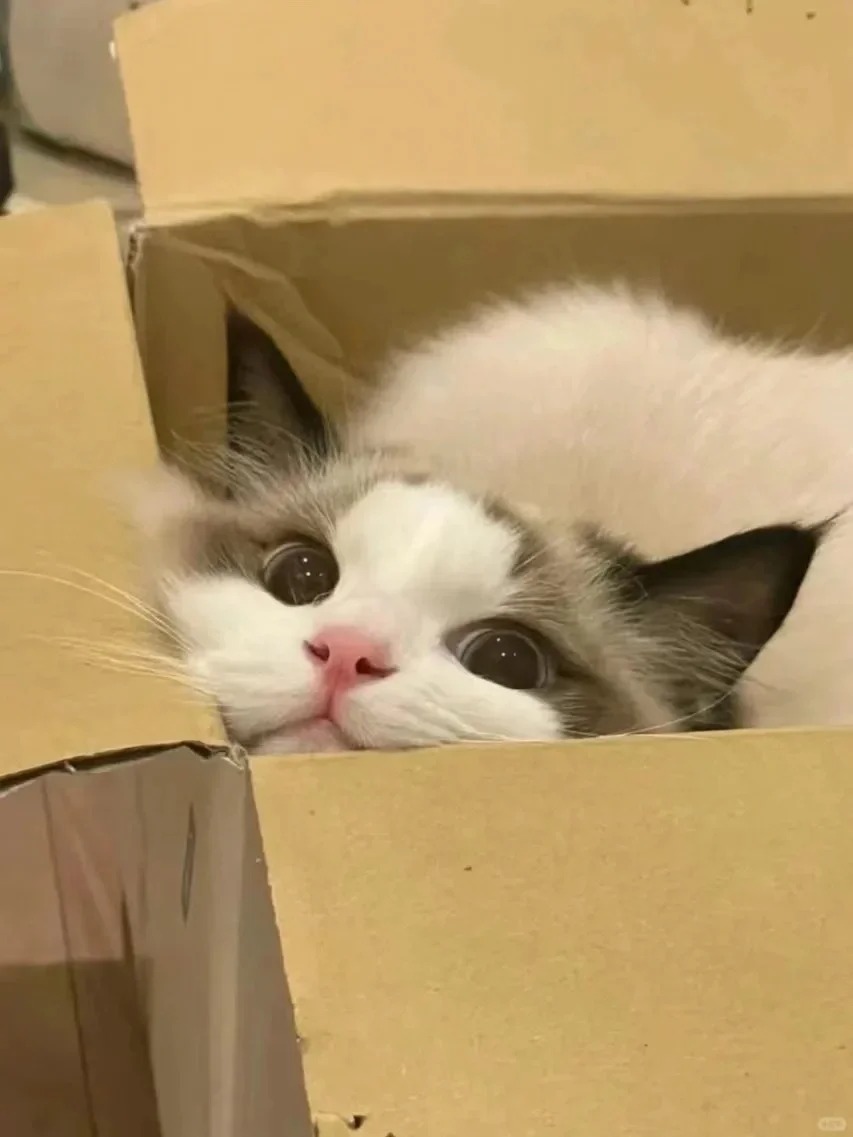 太想养布偶了，求劝退！
一直都喜欢布偶,但是大家都说布偶有点太容易生病了，特别是