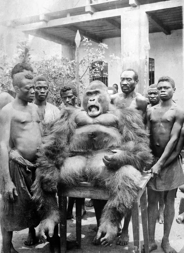 1932年一群刚果部落的人捕获了一只巨大的黑猩猩，并在镜头前展示他们的战利品。
